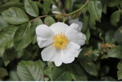 Photo Textures of Nature